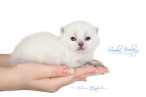 Scottish Fold blue point kitten Simba Iceberg Flo (15 days old - 21.10.2015) (1)