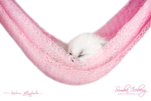 Scottish Fold blue point kitten Simba Iceberg Flo (15 days old - 21.10.2015) (10)