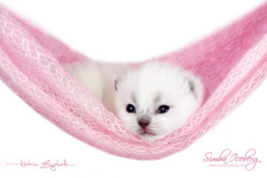 Scottish Fold blue point kitten Simba Iceberg Flo (15 days old - 21.10.2015) (6)