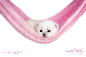 Scottish Fold blue point kitten Simba Iceberg Flo (15 days old - 21.10.2015) (7)