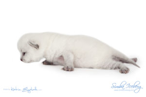 Scottish Fold blue point kitten Simba Iceberg Flo (15 days old - 21.10.2015) (8)