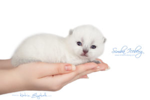 Scottish Fold blue point kitten Simba Iceberg Flo (15 days old - 21.10.2015) (9)