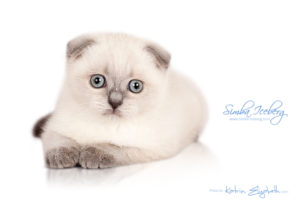 Scottish Fold blue point kitten Simba Iceberg Flo (2 months 1 week old - 16.12.2015) (1)