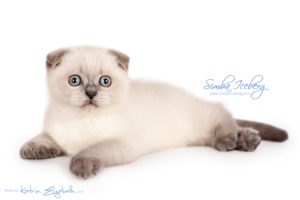Scottish Fold blue point kitten Simba Iceberg Flo (2 months 1 week old - 16.12.2015) (2)