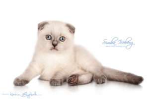 Scottish Fold blue point kitten Simba Iceberg Flo (2 months 1 week old - 16.12.2015) (3)