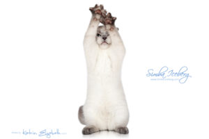 Scottish Fold blue point kitten Simba Iceberg Flo (3 months old - 12.01.2016) (1)