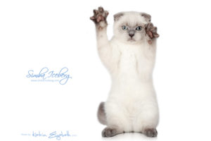 Scottish Fold blue point kitten Simba Iceberg Flo (3 months old - 12.01.2016) (2)