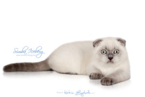 Scottish Fold blue point kitten Simba Iceberg Flo (3 months old - 12.01.2016) (3)