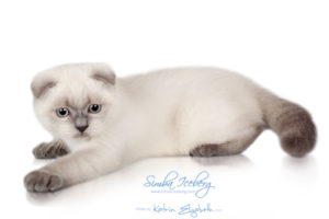 Scottish Fold blue point kitten Simba Iceberg Flo (3 months old - 12.01.2016) (4)