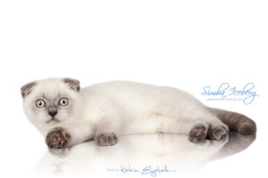 Scottish Fold blue point kitten Simba Iceberg Flo (3 months old - 12.01.2016) (5)