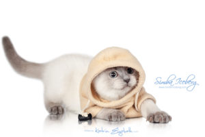 Scottish Fold blue point kitten Simba Iceberg Flo (3 months old - 12.01.2016) (6)