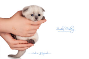 Scottish Fold blue point kitten Simba Iceberg Flo (30 days old - 05.11.2015) (1)