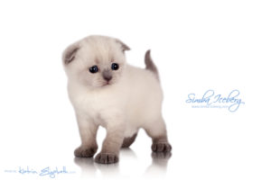 Scottish Fold blue point kitten Simba Iceberg Flo (30 days old - 05.11.2015) (2)