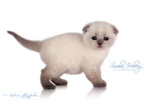 Scottish Fold blue point kitten Simba Iceberg Flo (30 days old - 05.11.2015) (3)
