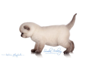 Scottish Fold blue point kitten Simba Iceberg Flo (30 days old - 05.11.2015) (4)