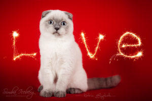 Scottish Fold blue point kitten Simba Iceberg Flo (4 months 1 week old - 13.02.2016) (1)