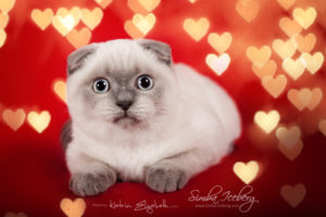 Scottish Fold blue point kitten Simba Iceberg Flo (4 months 1 week old - 13.02.2016) (2)