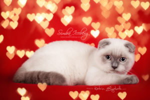 Scottish Fold blue point kitten Simba Iceberg Flo (4 months 1 week old - 13.02.2016) (3)