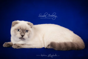 Scottish Fold blue point kitten Simba Iceberg Flo (5 months 2 weeks old - 22.03.2016) (1)