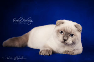 Scottish Fold blue point kitten Simba Iceberg Flo (5 months 2 weeks old - 22.03.2016) (10)