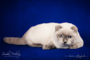 Scottish Fold blue point kitten Simba Iceberg Flo (5 months 2 weeks old - 22.03.2016) (2)