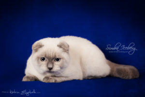 Scottish Fold blue point kitten Simba Iceberg Flo (5 months 2 weeks old - 22.03.2016) (3)