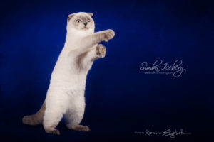 Scottish Fold blue point kitten Simba Iceberg Flo (5 months 2 weeks old - 22.03.2016) (4)