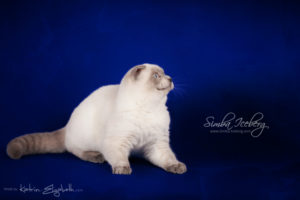 Scottish Fold blue point kitten Simba Iceberg Flo (5 months 2 weeks old - 22.03.2016) (5)