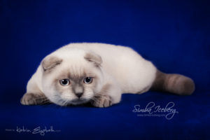 Scottish Fold blue point kitten Simba Iceberg Flo (5 months 2 weeks old - 22.03.2016) (6)