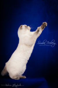 Scottish Fold blue point kitten Simba Iceberg Flo (5 months 2 weeks old - 22.03.2016) (7)