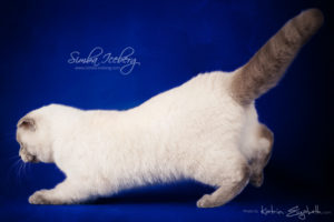 Scottish Fold blue point kitten Simba Iceberg Flo (5 months 2 weeks old - 22.03.2016) (8)