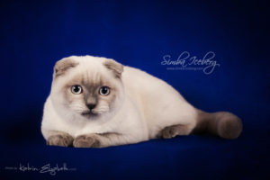 Scottish Fold blue point kitten Simba Iceberg Flo (5 months 2 weeks old - 22.03.2016) (9)