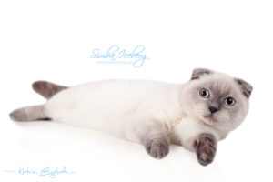 Scottish Fold blue point kitten Simba Iceberg Flo (6 months 3 weeks old - 01.05.2016) (1)