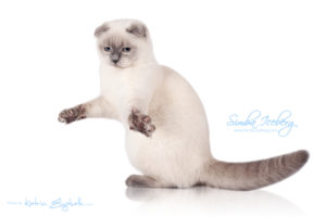 Scottish Fold blue point kitten Simba Iceberg Flo (6 months 3 weeks old - 01.05.2016) (2)