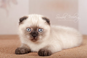 Scottish Fold chocolate tabby point kitten Dobby of Simba Iceberg (1 month 3 weeks 3 days old - 16.03.2013) (1)