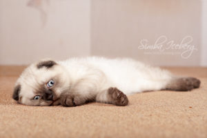 Scottish Fold chocolate tabby point kitten Dobby of Simba Iceberg (1 month 3 weeks 3 days old - 16.03.2013) (2)