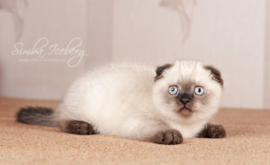 Scottish Fold chocolate tabby point kitten Dobby of Simba Iceberg (1 month 3 weeks 3 days old - 16.03.2013) (3)