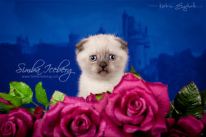 Scottish Fold chocolate tabby point kitten Dobby of Simba Iceberg (1 month old - 22.02.2013) (1)