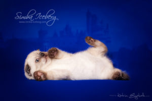Scottish Fold chocolate tabby point kitten Dobby of Simba Iceberg (1 month old - 22.02.2013) (2)
