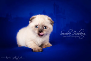 Scottish Fold chocolate tabby point kitten Dobby of Simba Iceberg (1 month old - 22.02.2013) (3)