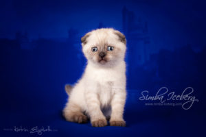 Scottish Fold chocolate tabby point kitten Dobby of Simba Iceberg (1 month old - 22.02.2013) (4)