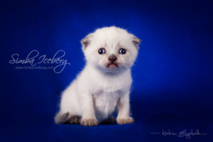 Scottish Fold chocolate tabby point kitten Dobby of Simba Iceberg (19 days old - 08.02.2013)