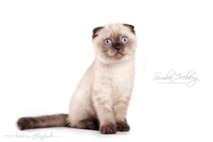 Scottish Fold chocolate tabby point kitten Dobby of Simba Iceberg (2 months 1 week 3 days old - 30.03.2013) (1)