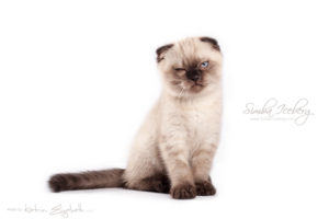 Scottish Fold chocolate tabby point kitten Dobby of Simba Iceberg (2 months 1 week 3 days old - 30.03.2013) (2)