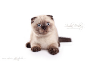 Scottish Fold chocolate tabby point kitten Dobby of Simba Iceberg (2 months 1 week 3 days old - 30.03.2013) (3)