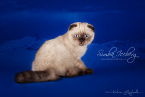 Scottish Fold chocolate tabby point kitten Dobby of Simba Iceberg (2 months 3 weeks old - 10.04.2013) (1)