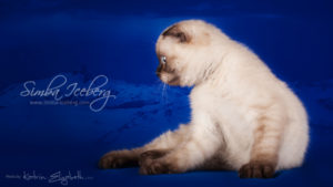 Scottish Fold chocolate tabby point kitten Dobby of Simba Iceberg (2 months 3 weeks old - 10.04.2013) (2)