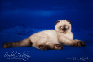 Scottish Fold chocolate tabby point kitten Dobby of Simba Iceberg (2 months 3 weeks old - 10.04.2013) (3)