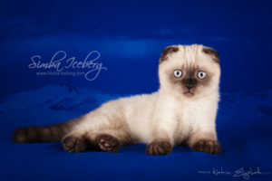 Scottish Fold chocolate tabby point kitten Dobby of Simba Iceberg (2 months 3 weeks old - 10.04.2013) (4)