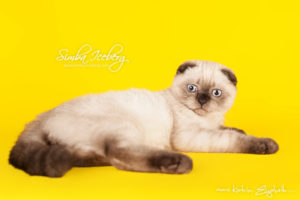 Scottish Fold chocolate tabby point kitten Dobby of Simba Iceberg (3 months 1 week old - 01.05.2013) (1)